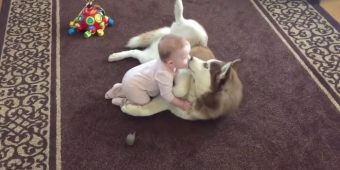 Baby Crawls Up To Her Dog, And The Husky Gently Invites Her To Play