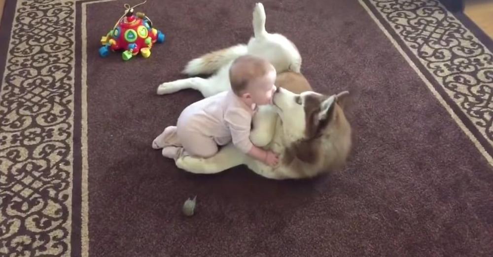 Baby Crawls Up To Her Dog, And The Husky Gently Invites Her To Play