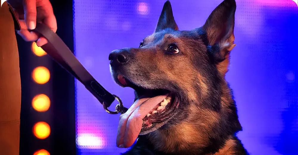 Heroic Police Dog Moves The Judges To Tears On Talent Show