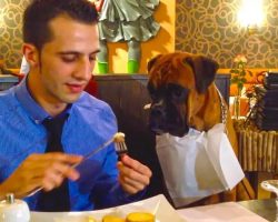 Dog Enjoys a Romantic Steak Dinner with Dad at Fine Dining Restaurant