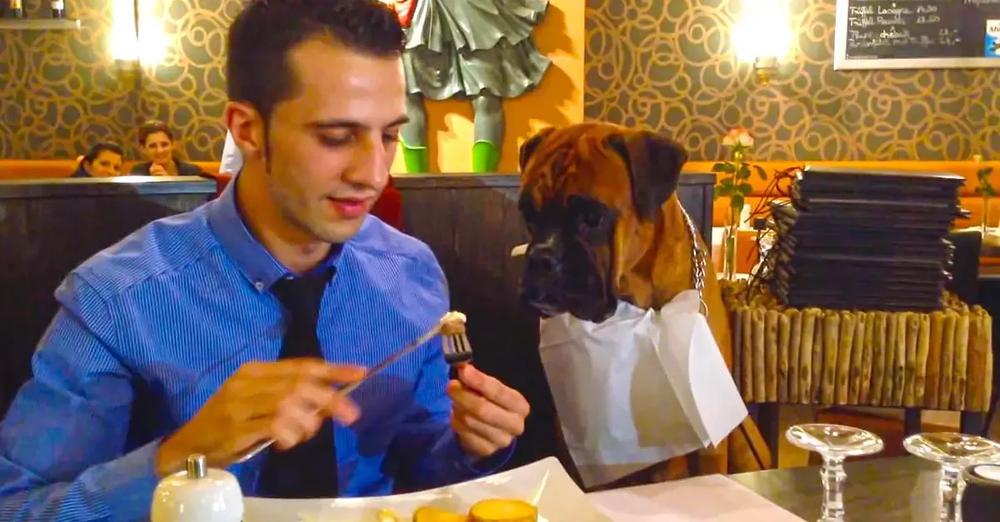 Dog Enjoys a Romantic Steak Dinner with Dad at Fine Dining Restaurant