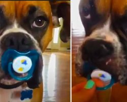 Boxer Dog Refuses To Let Go Of Pacifier