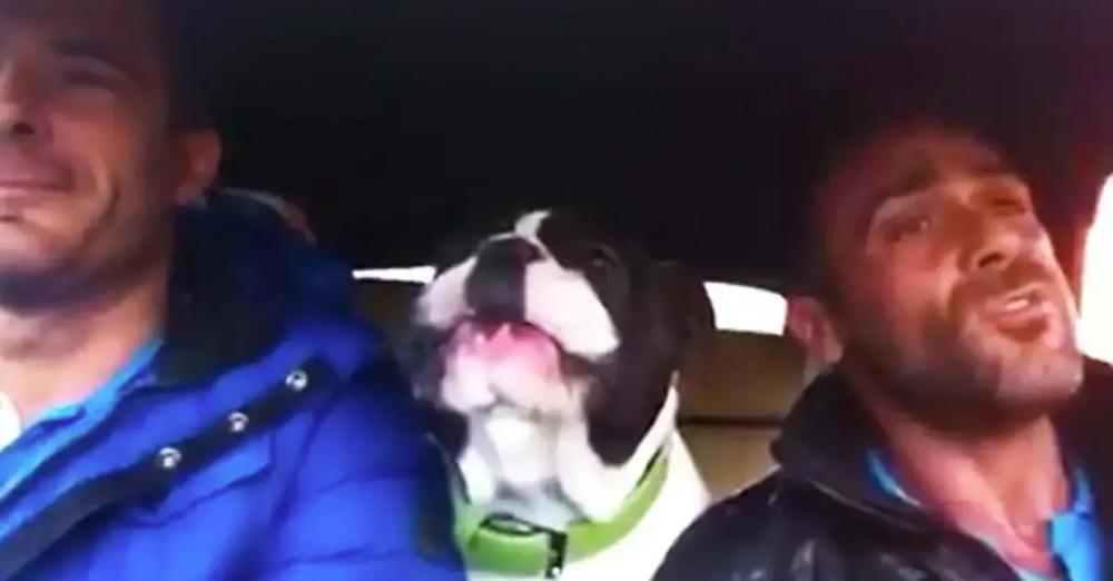 Owner Sings ‘You Raise Me Up’ But French Bulldog Steals The Show