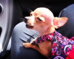 Grandpa Wrote Song For Chihuahua And She Has Mastered Singing It