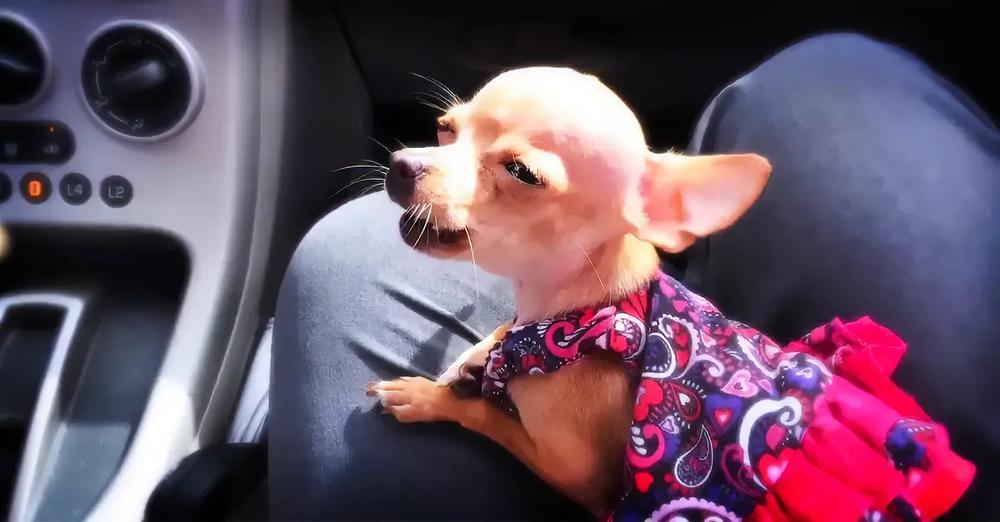 Grandpa Wrote Song For Chihuahua And She Has Mastered Singing It