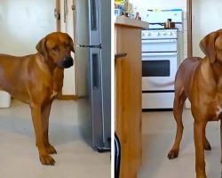 Big Dog Hilariously Says “NO!” To Nail Clipping