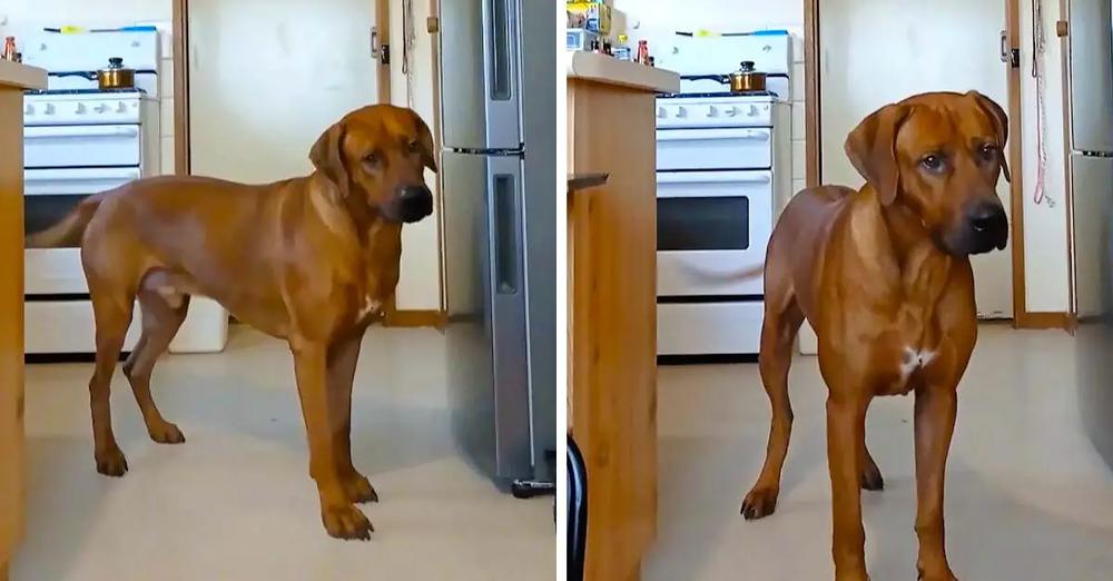 Big Dog Hilariously Says “NO!” To Nail Clipping