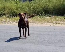Street Dog Waited In The Same Spot Every Day For Someone To Save Him