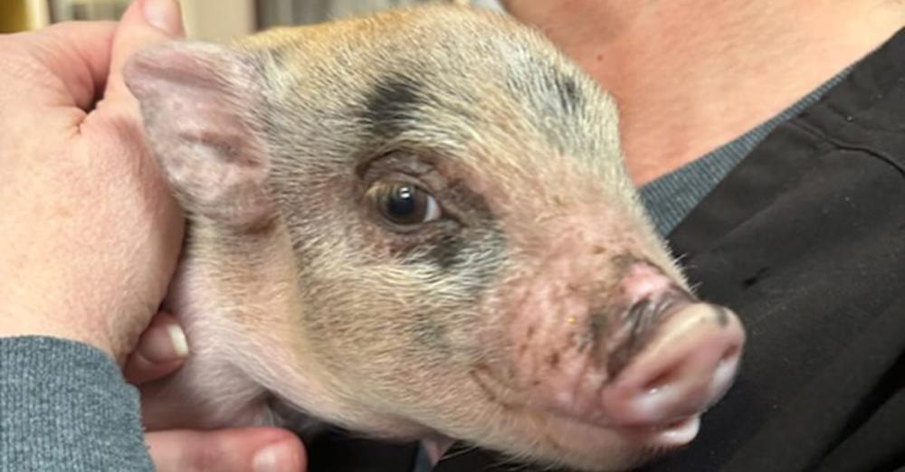 Baby pig was tossed around like a football during Mardi Gras parade — now he’s being rescued