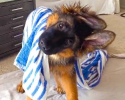 Adorable German Shepherd Puppy has the Cutest Head Tilts