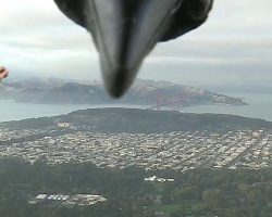 Bird Photobombs Weatherman’s Report Live On TV