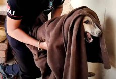 Injured Stray Cried Out As They Carried Him, But Soon He’d Be Singing