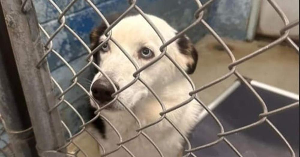 Shelter dog euthanized after being set up with foster home: “He was so close to being able to get out”