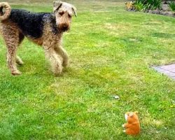 Funny Dog Has Hilarious Conversation With Talking Toy Chipmunk