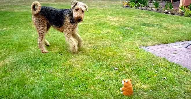 Funny Dog Has Hilarious Conversation With Talking Toy Chipmunk