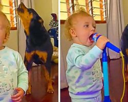 Its Karaoke Night In This House As Little Girl And Her Rottweiler Bestie Sing a Duet