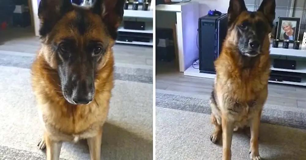 German Shepherd Hilariously Reacts To ‘Turn Around’ Song Lyrics