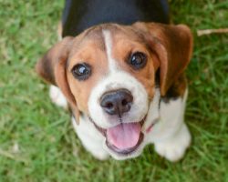 Girlfriend makes man choose between her and his beloved beagle: his amazing response went viral