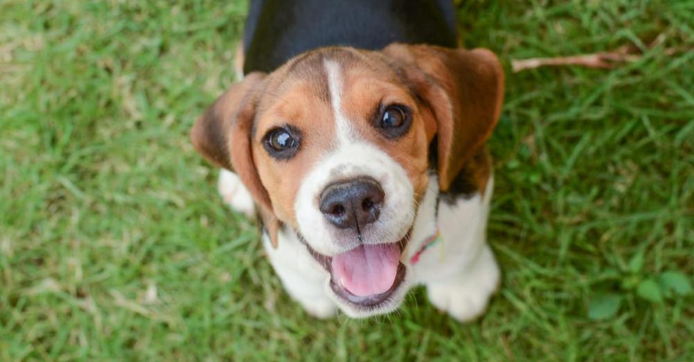 Girlfriend makes man choose between her and his beloved beagle: his amazing response went viral