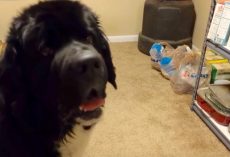 No, you’re not hearing things — this dog actually carries on conversations with dad!