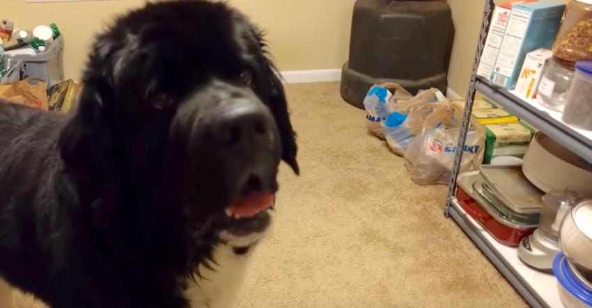 No, you’re not hearing things — this dog actually carries on conversations with dad!