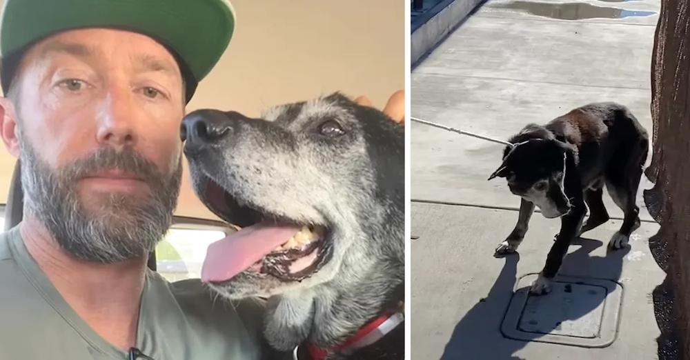 Man Takes Old Dog From The Shelter So He Doesn’t Die In There Alone