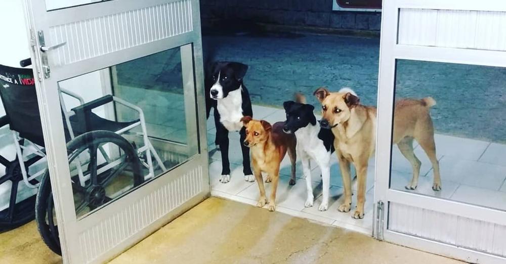 Hospital workers treat homeless man — then see his four dogs waiting for him at the door