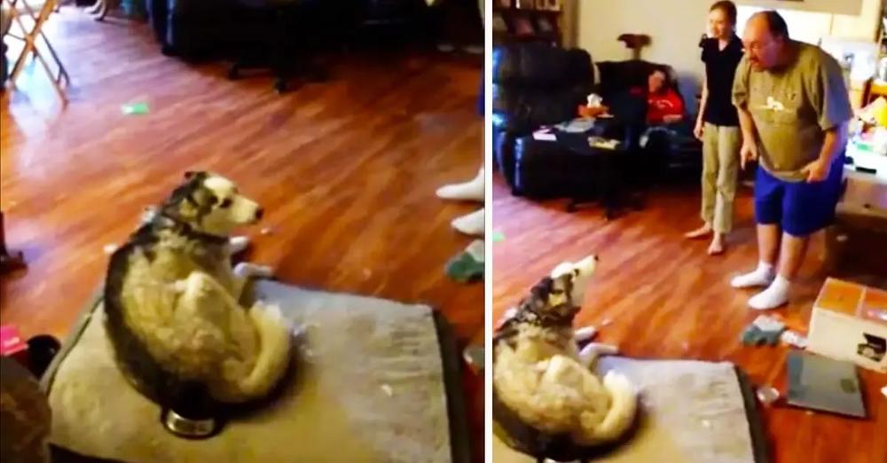 Husky And Dad Have Funny Argument Over Stolen Potato Skins