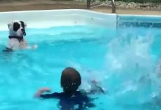 Dog Mimics Kids In Pool By Learning To Stand And Splash Back