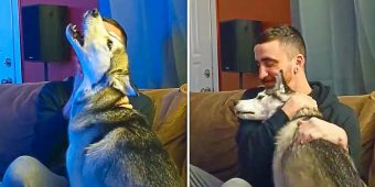 Nora Is A Very Talented Yodeling Husky