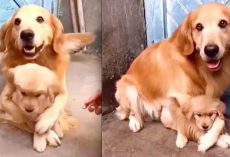 Overprotective Mama Dog Won’t Let Human Touch Her Puppy
