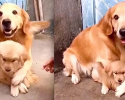 Overprotective Mama Dog Won’t Let Human Touch Her Puppy