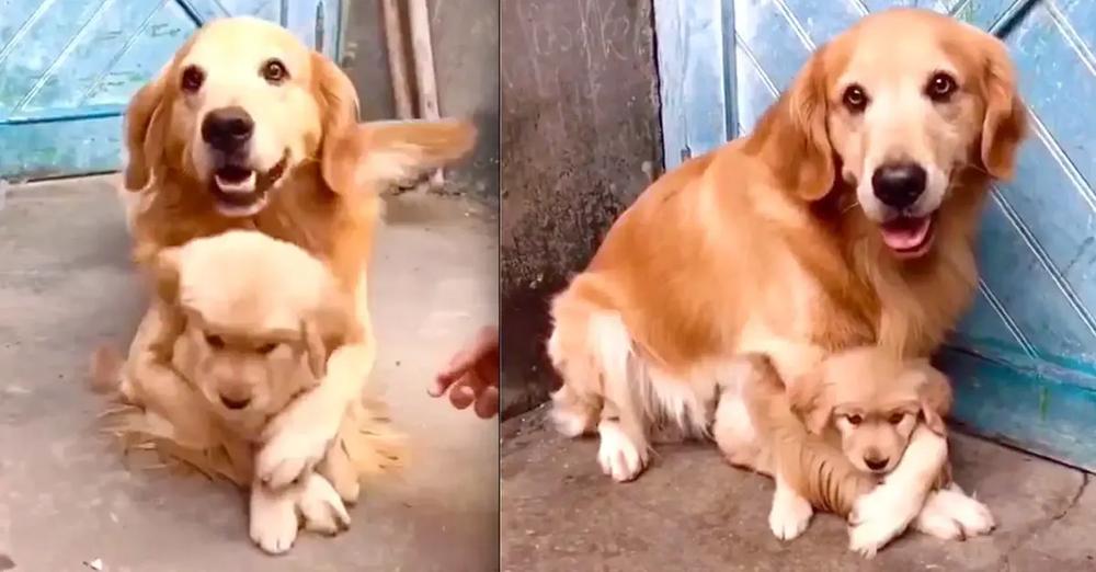 Overprotective Mama Dog Won’t Let Human Touch Her Puppy