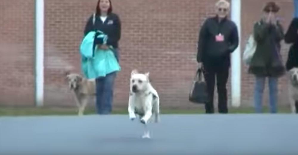Veteran Takes His Service Dog To Prison, And It Takes Off Running Toward An Inmate
