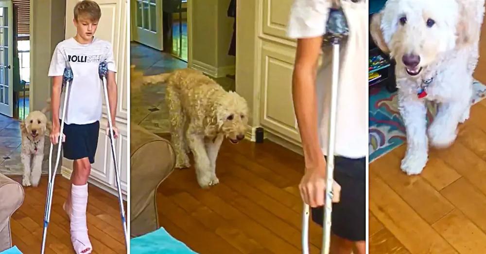 Dog Perfectly Mimics Teenager’s Broken Leg ‘Walk’