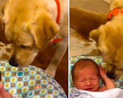Labrador Stops Newborn Baby From Crying