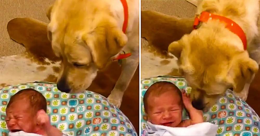 Labrador Stops Newborn Baby From Crying