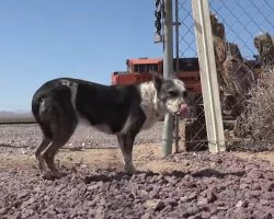 A Mother And Puppy Were Abandoned In The Desert And Left To Fend For Themselves