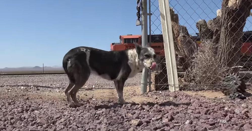 A Mother And Puppy Were Abandoned In The Desert And Left To Fend For Themselves