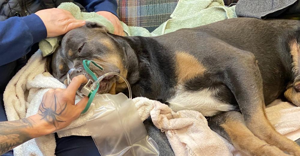 Firefighters rescue dog struggling for life in frozen lake — help save his life