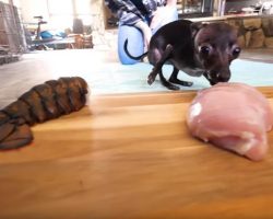 Homeless Dog Gets To Choose His First Real, Home-Cooked Meal