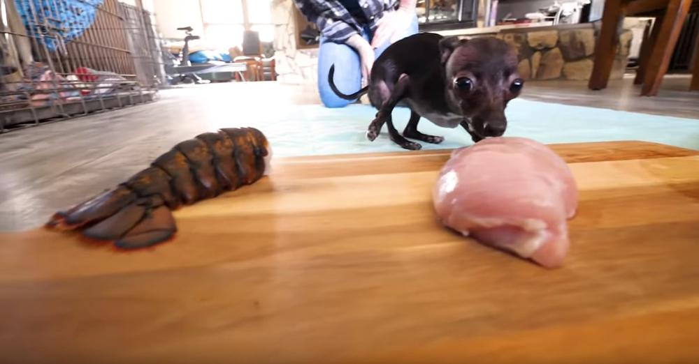 Homeless Dog Gets To Choose His First Real, Home-Cooked Meal