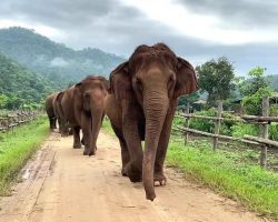 The Daily Routine Of This Elephant Herd Is Truly Something To Behold