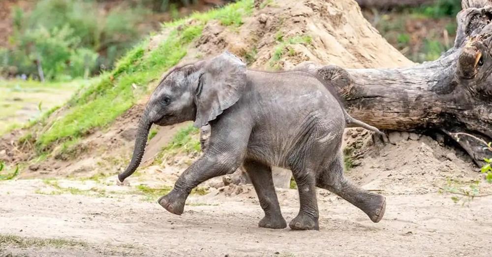 Endangered baby African elephant born at Disney’s Animal Kingdom