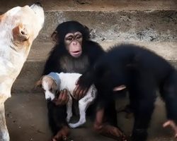 Dying Puppy Found On The Road Is Brought To A Chimpanzee Sanctuary And Nursed Back To Health