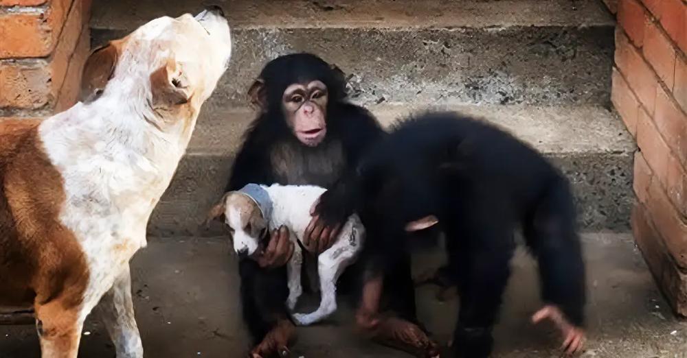 Dying Puppy Found On The Road Is Brought To A Chimpanzee Sanctuary And Nursed Back To Health