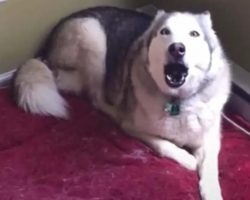 Extremely Stubborn Husky Loudly Protests Going For A Morning Run