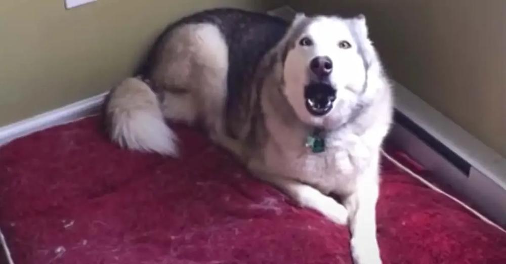 Extremely Stubborn Husky Loudly Protests Going For A Morning Run