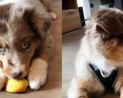 Cute Little Puppy Eats An Apple For The Very First Time