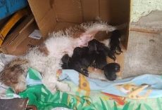 Stray crawls under random porch and gives birth to 9 puppies